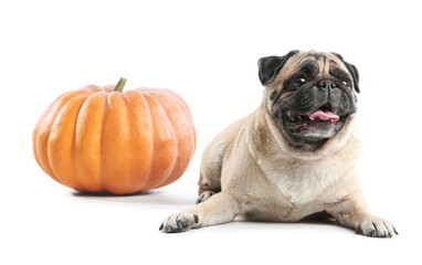 Cute pug dog with Halloween pumpkin on white background