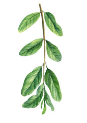 Fototapeta premium Green pomegranate leaves. Watercolor illustration, isolated on white background