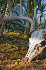deer skull in the woods