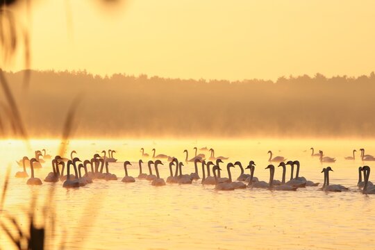 Swans on the lake at sunrise © Aniszewski