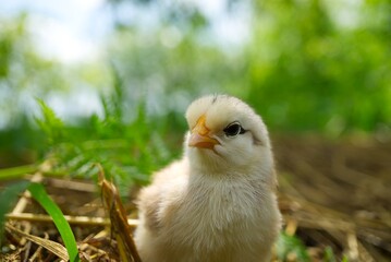 Cute young chick viewed at ground level in greenery