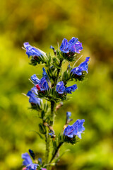 Fototapeta premium Echium vulgare flower in field