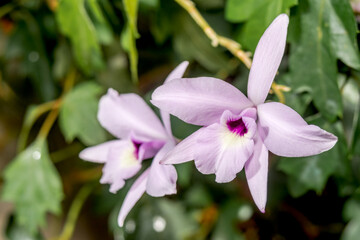 Rosy Tinted Laelia (Laelia rubescens) in forest, Nicaragua