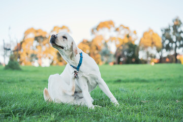 Adorable labrador dog scratching itself on a field