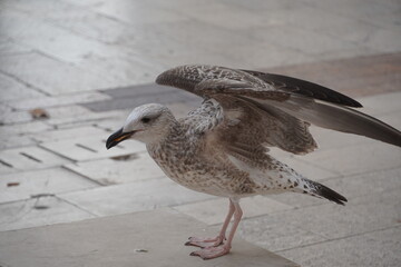 Beautiful Seagull enjoying Summer time