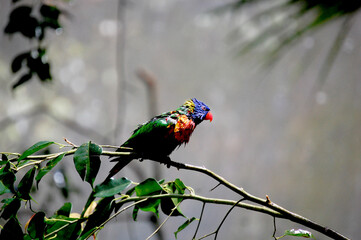Rainbow lorikeet on branch