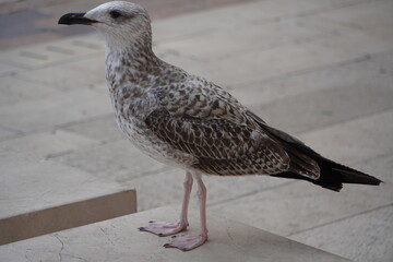 Beautiful Seagull enjoying Summer time