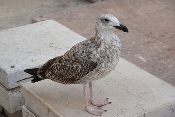 Beautiful Seagull enjoying Summer time