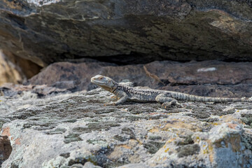 Caucasian Agama (Laudakia caucasia) in the foothills, Caucasus, Republic of Dagestan, Russia