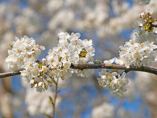 Blühender Kirschbaum, Prunus avium, im Frühling