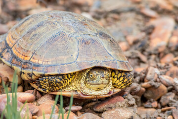 European Pond Turtle (Emys orbicularis) in stream, Caucasus, Republic of Dagestan, Russia