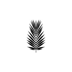 Beautiful palm tree leaf silhouette background vector illustration