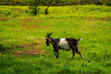 Naklejka na ściany i meble Goat grazing on the heath