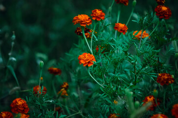 Tagetes (marigolds) bloom in the garden.