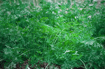 Green leaves of carrots in the garden, close-up.