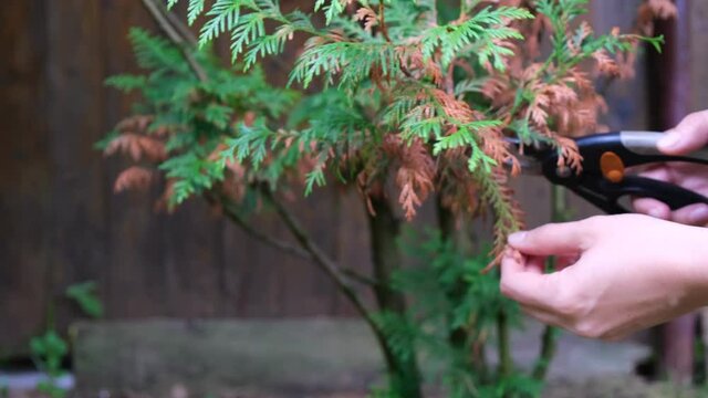 How to perform the procedure of rejuvenation of the Thuja tree. Care of a garden plant.