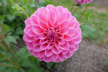 Beautiful close up of bright pink dahlia in garden setting