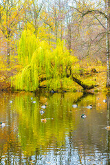 Scenic bright landscape golden multicolored autumn, fall. willow tree with long leaves going to pond, reflection mirrored in river lake surface. Beautiful october november nature outdoor background