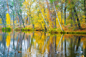Scenic bright landscape golden multicolored autumn, fall tree alley with yellow leaves along pond. sky reflection mirrored in river lake surface. Beautiful october november nature outdoor background