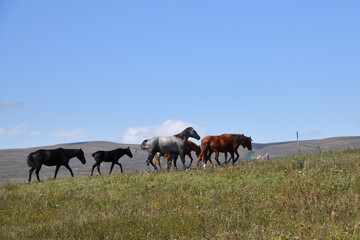 Horse herd. Chechnya,  Russia