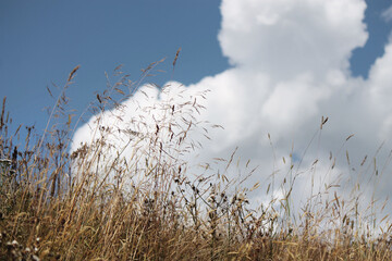 sky and plants in Summertime