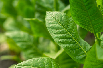 Fototapeta na wymiar Young tobacco bushes close-up. Selective focus. Background