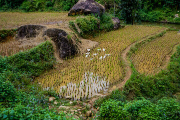 Landscape of Sa Pa, Vietnam, featuring rice fields.