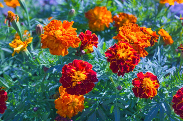 Obraz na płótnie Canvas Marigold in the flowerbed bloomed beautifully. Bright flower on a green background.