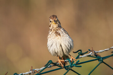 Corn bunting (Emberiza calandra) perched on wire fence