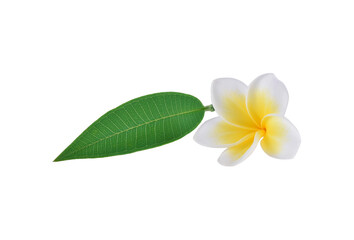 Tropical flowers frangipani (plumeria) isolated on white background