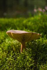 mushroom in the forest