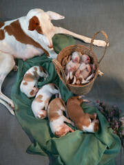 Newborn puppies in the decor. dog Spanish greyhound.