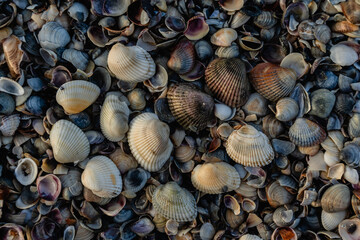 Beautiful Black Sea shells on the sea beach.