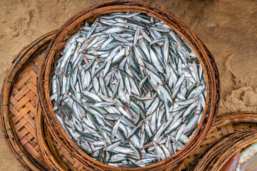 Pompano at Tam Tien fish market, Quang Nam, Vietnam