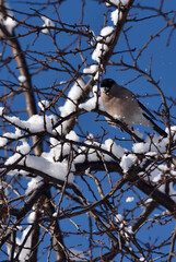 female bullfinch is sitting on a snow-covered branch