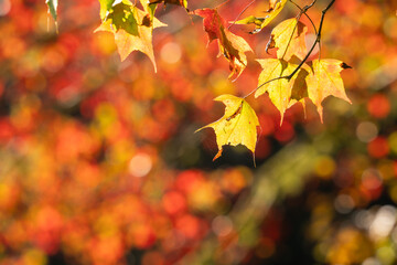 Beautiful maple leaves in autumn season.