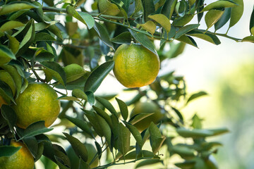 Fresh ripe tangerine orange on the tree in the orange garden orchard.