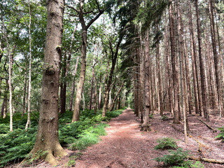 Forest around Bakkeveen