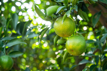 Fresh ripe tangerine orange on the tree in the orange garden orchard.