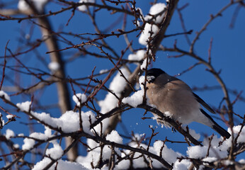 female bullfinch is sitting on a snow-covered branch