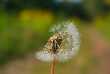 dandelion head