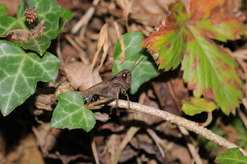 rufous grasshopper insect macro photo