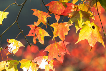 Beautiful maple leaves in autumn season.