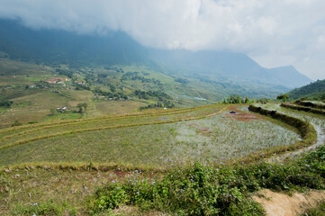 Fototapeta premium Landscape of Sa Pa, Vietnam, featuring rice fields.