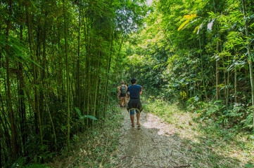 Forest in Vietnam.