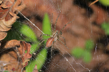 agelena labyrinthica spider macro photo