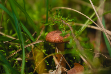 wild strawberry in the forest