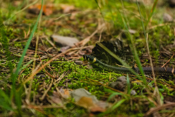 lizard on the ground