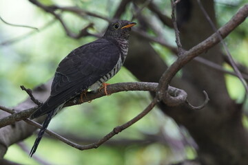 oriental cuckoo in the forest