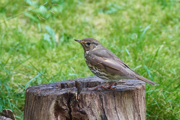 Junge Singdrossel (Turdus philomelos)